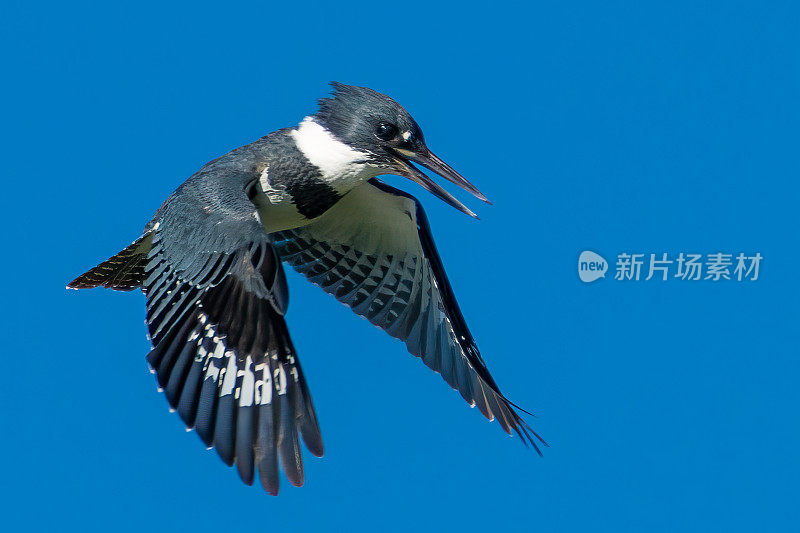 飞行中的束带翠鸟