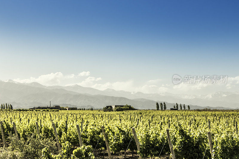 图努扬葡萄园，位于门多萨葡萄酒产区。阿根廷。