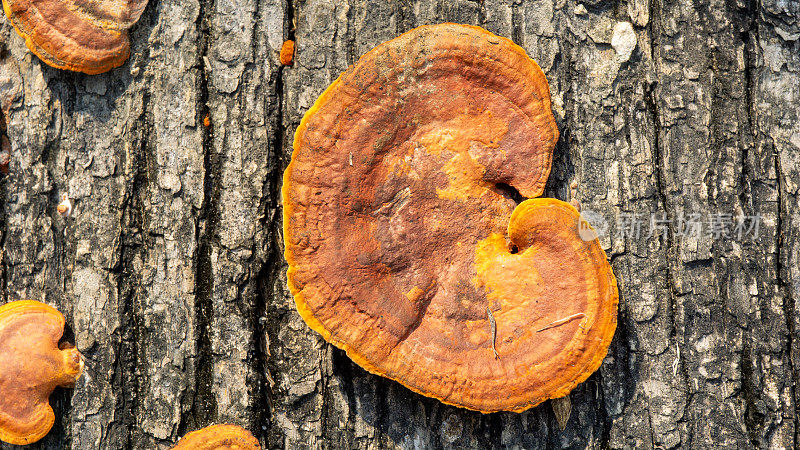 灵芝是灵芝科多孔真菌的一个属，发现于树木的树干中，有时被称为架子蘑菇或支架真菌。有时用作医药