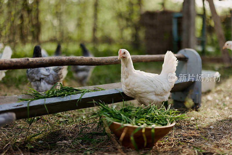 雏鸡和公鸡在大自然的绿色农场里吃有机饲料，没有化学物质和杀虫剂，为了鸟儿的健康