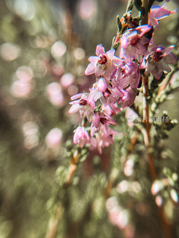 在阳光明媚的夏季森林里，野生石南花娇嫩的紫色花朵。