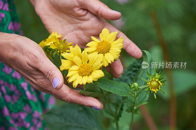 一位成年妇女的手轻轻地抚摸着一朵黄色的田野花