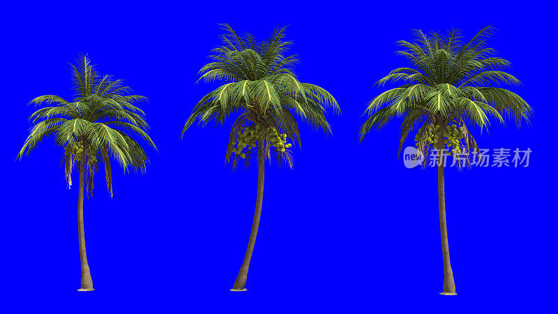 Coconut_Palm_Tree_On_Blue_Screen