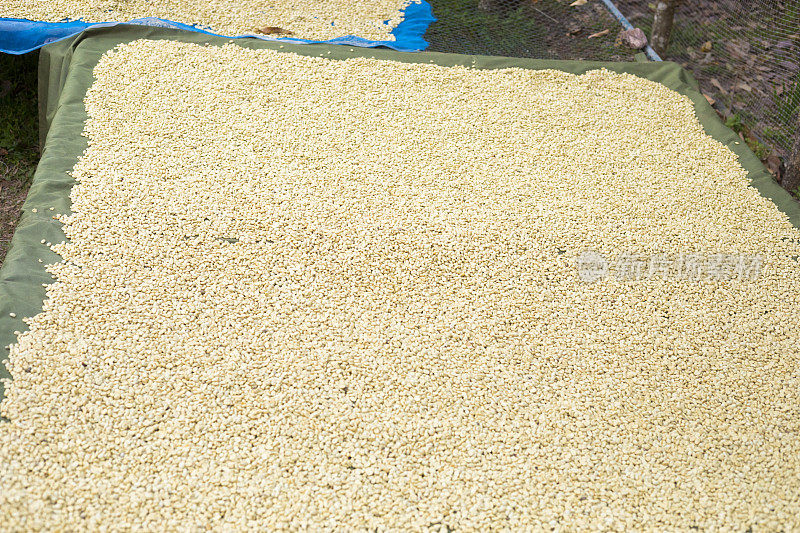 泰国阿拉伯咖啡豆在阳光下晒干