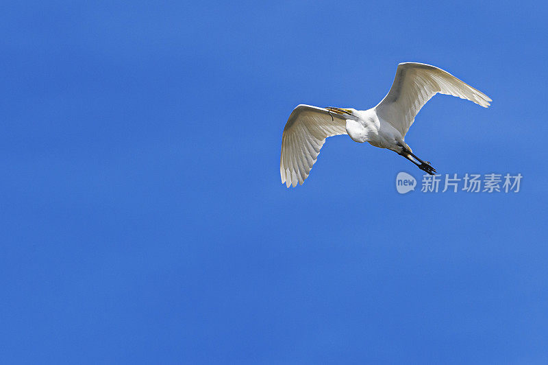 飞行中的大白鹭在埃尔克霍恩沼泽筑巢区上空