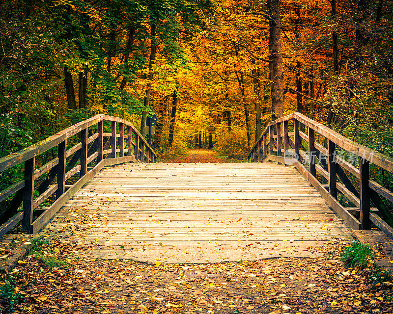秋林中的桥