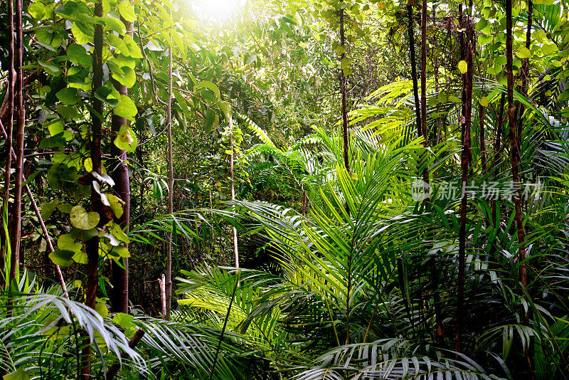 泰国甲米的丛林背景