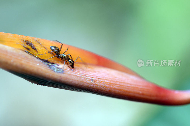 膜翅目蚂蚁昆虫