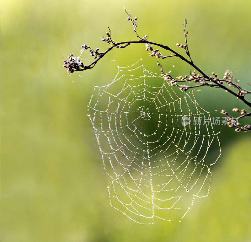 蜘蛛网在清晨