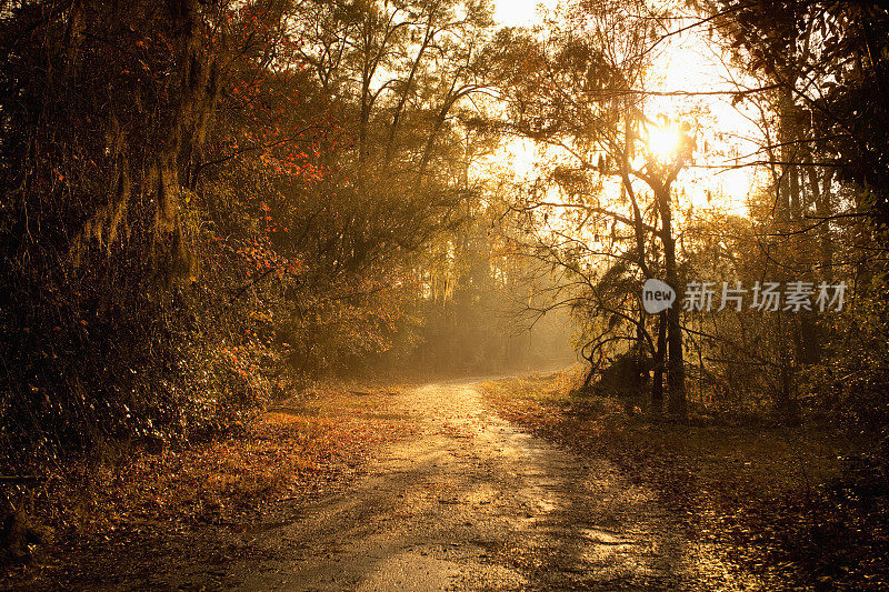 种植森林公路