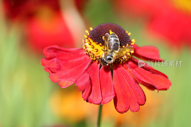 蜜蜂在红色的氦气花上采集花粉