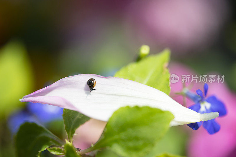 花园里的小蜗牛