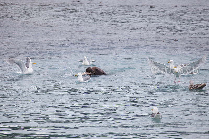 海狮在海鸥的陪伴下钓鲑鱼。