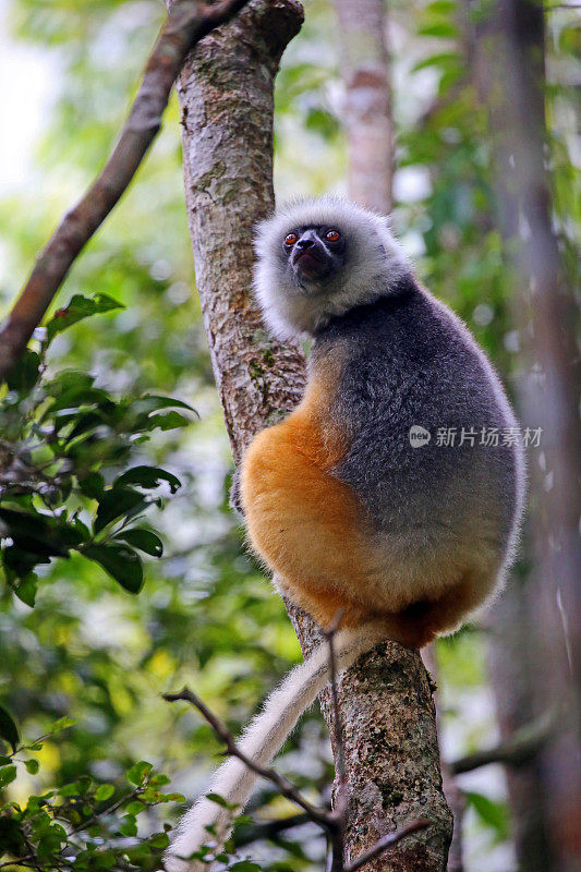 马达加斯加:Andasibe-Mantadia国家公园的狐猴冠猴