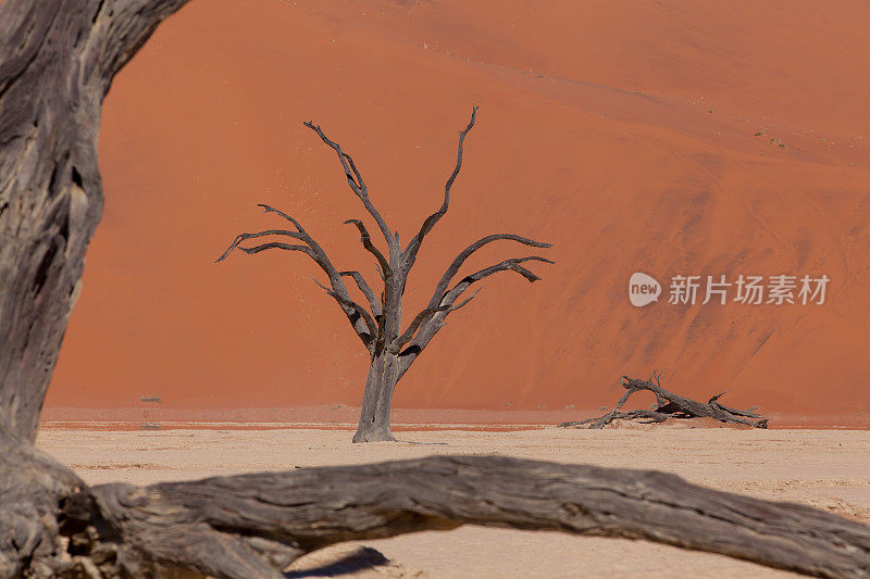 死谷沙丘前的枯树