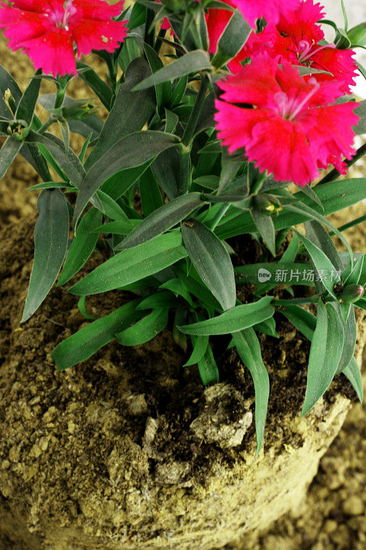 花植物