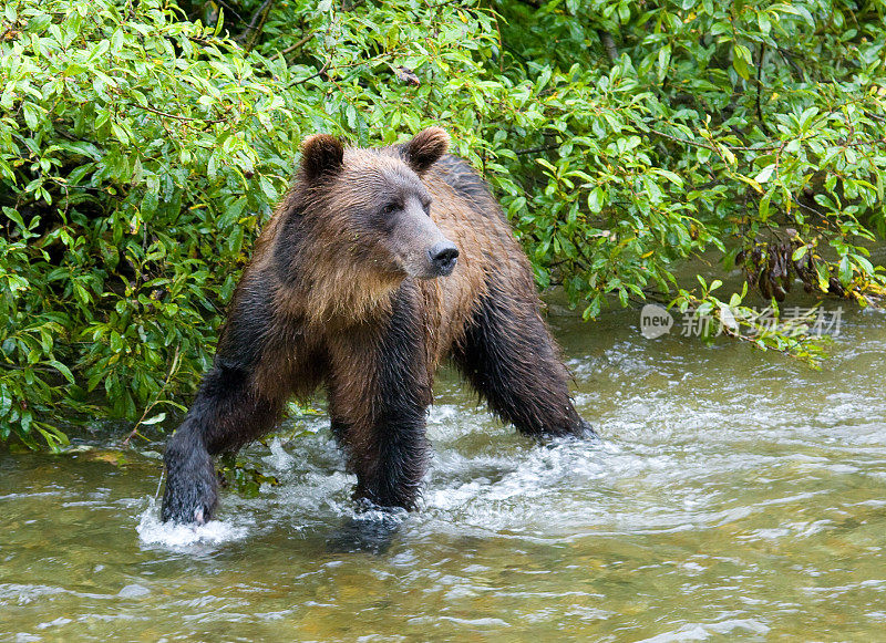 小灰熊在河里潜行