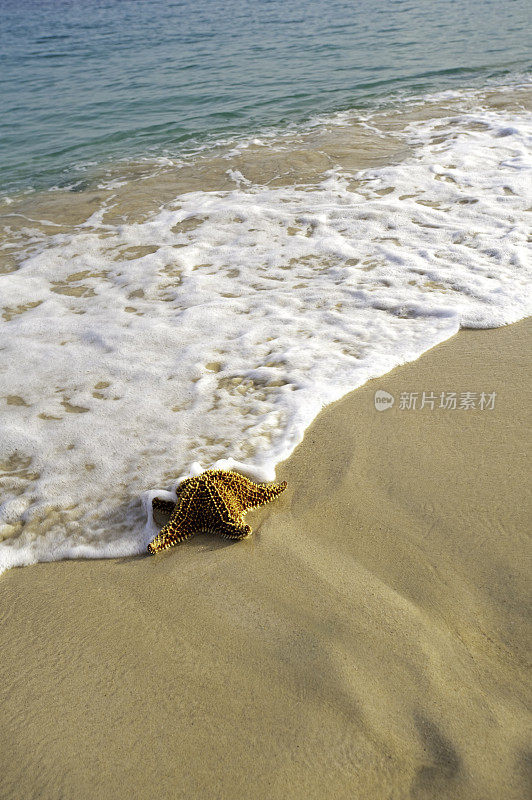 热带海滩上的海星