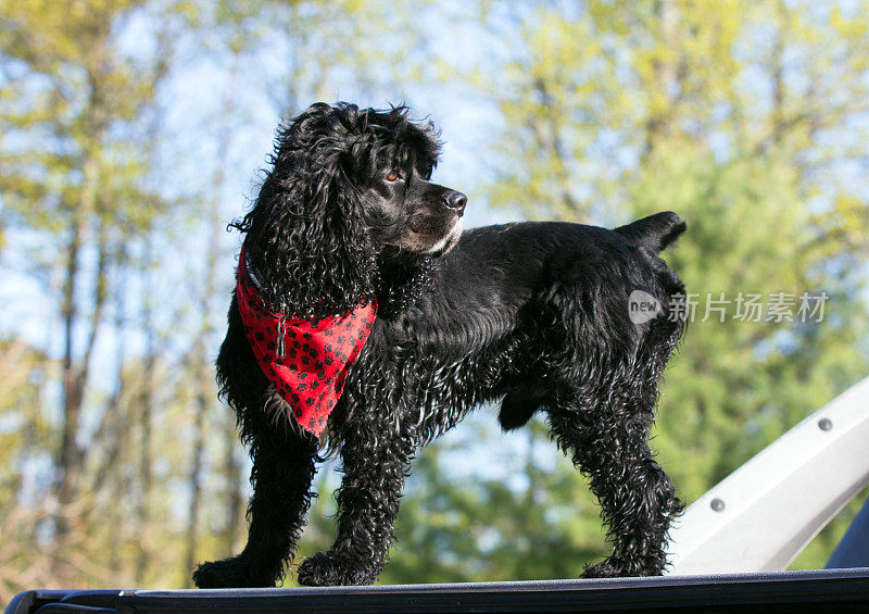 湿黑可卡犬在红色大手帕