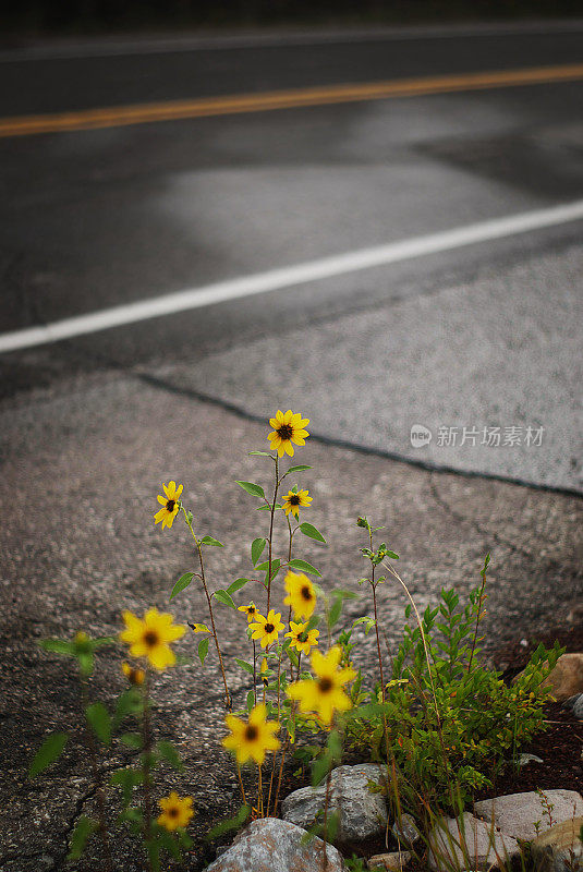 野花路上的向日葵景观