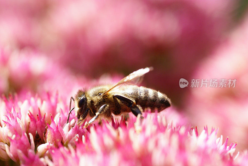 蜜蜂在景天
