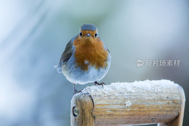 罗宾(红心rubecula)