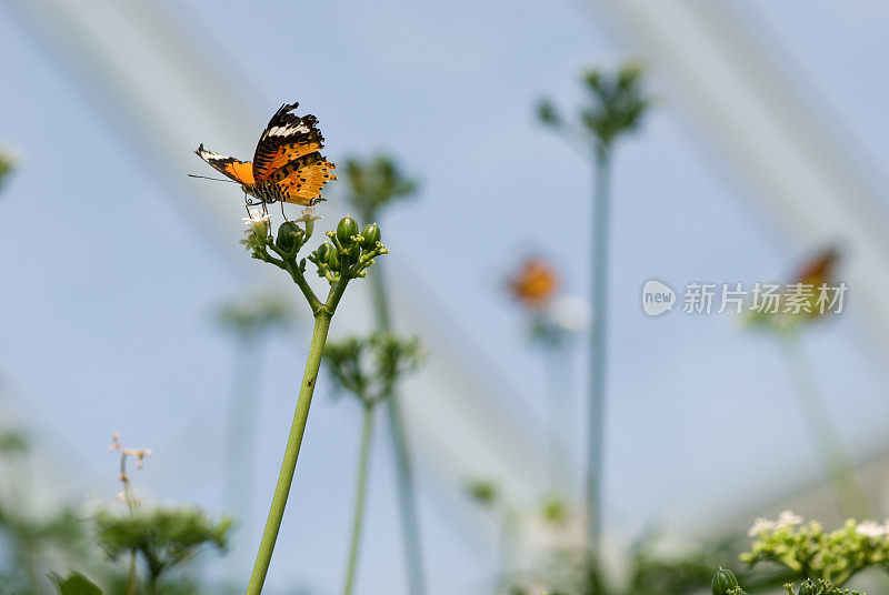 蝴蝶——风暴中的幸存者