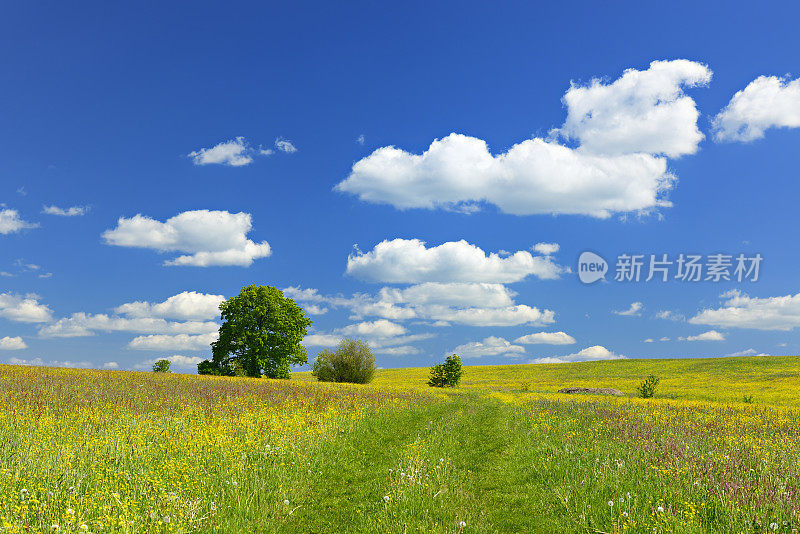 蓝天下的春景野花草地