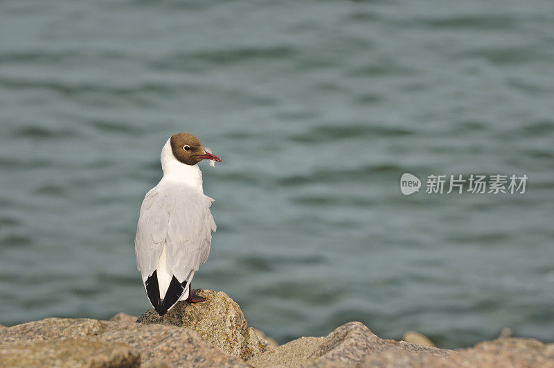 海中的黑头鸥