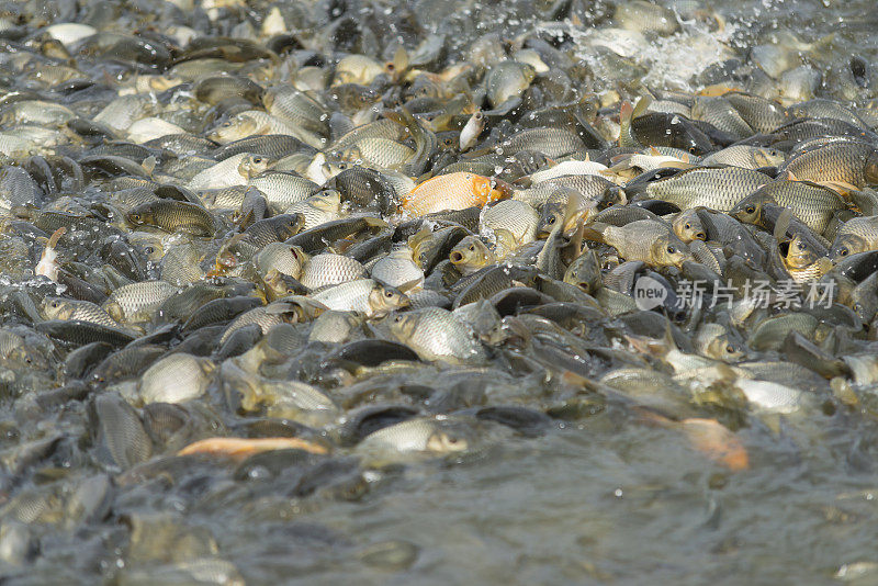 淡水鱼养殖场的喂食狂潮