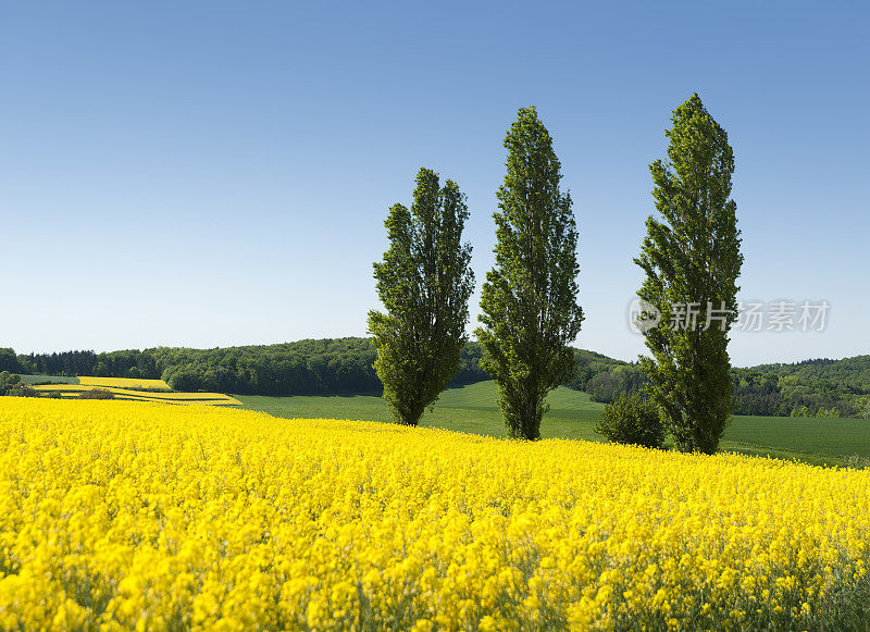 油菜田(图像尺寸XXXL)