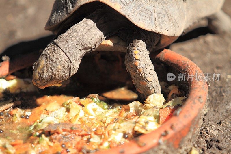 乌龟在动物园吃早餐