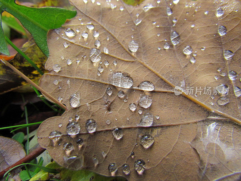 雨滴落在秋叶上