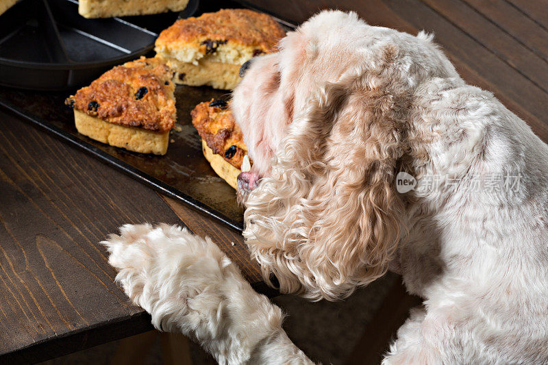 可卡犬偷食物