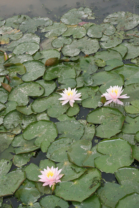 花和叶漂浮在池塘和青蛙