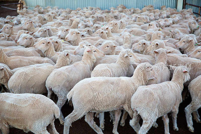 羊在澳大利亚