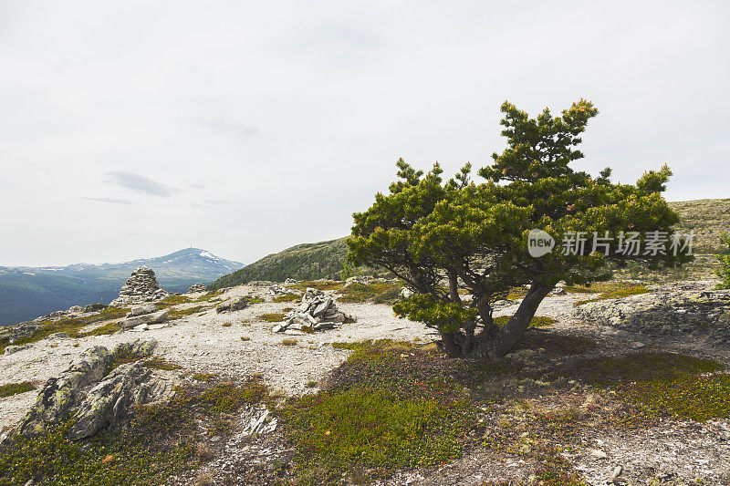 夏天山顶上的一棵老多节松树。