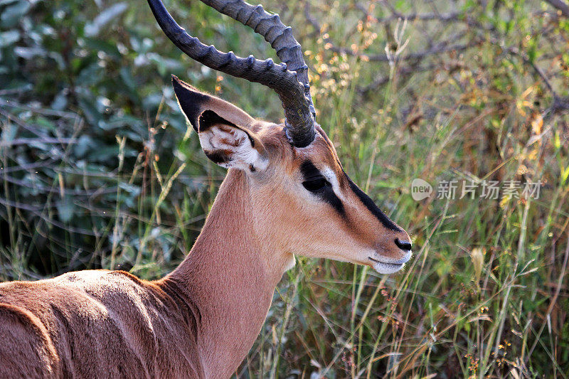纳米比亚:埃托沙国家公园的黑斑羚