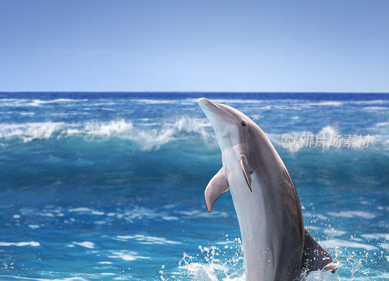 在大西洋游泳的海豚