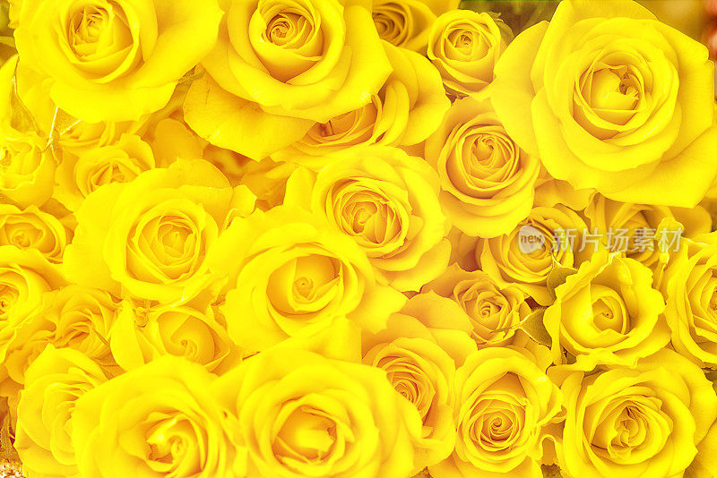 一束黄玫瑰全框摄影