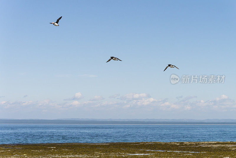 鸟儿飞过大海