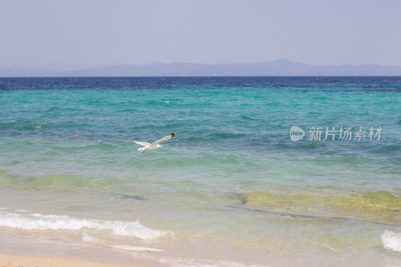 海滩上的海鸥