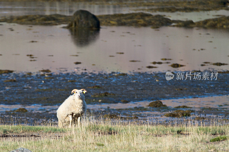 绵羊在海边的草地上。Westfjords。冰岛。