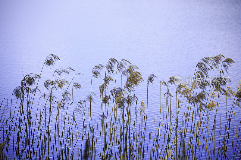 湖边的草