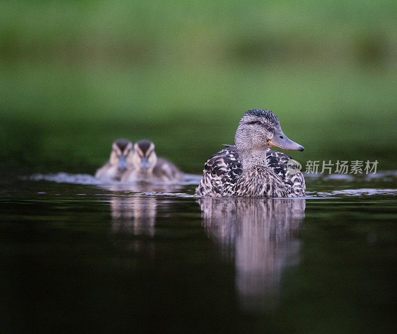 一只母野鸭和两只小鸭子在水上游泳