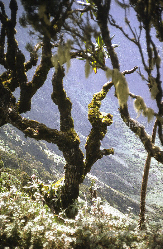 卢旺达，非洲，卡瑞辛比维龙加火山