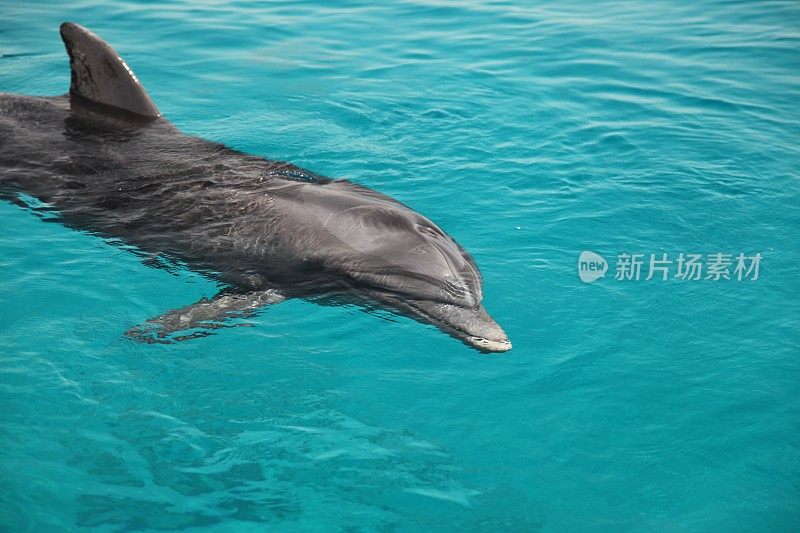 海豚在水下海洋