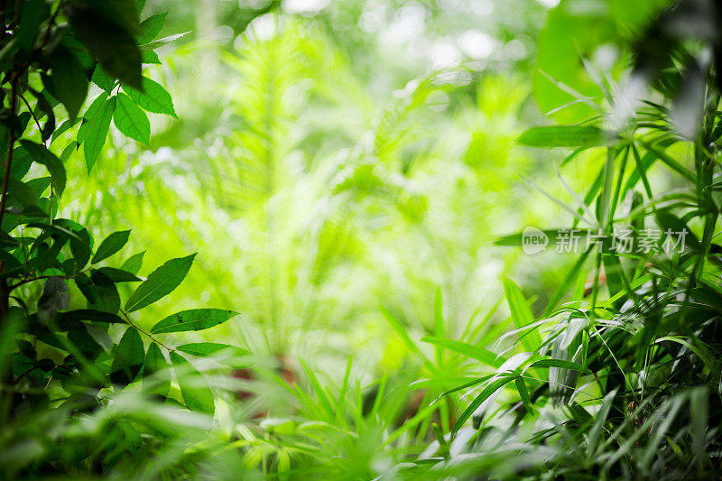 植物和树叶框架热带雨林