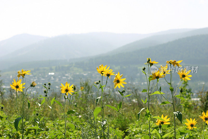 野生topinambur花