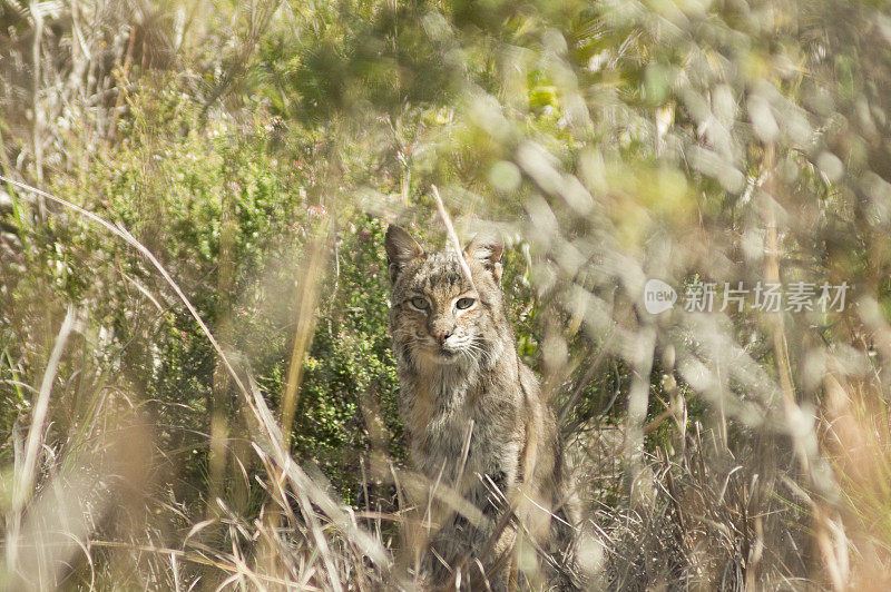 山猫-成年雌性